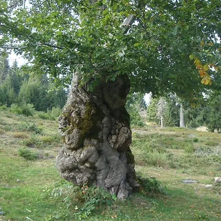 Pensiunea Piatra Mandrutului * Scarisoara (Alba)